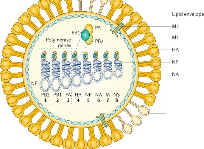 Understanding the Flu: How Long to Expect Symptoms After Exposure in 2025