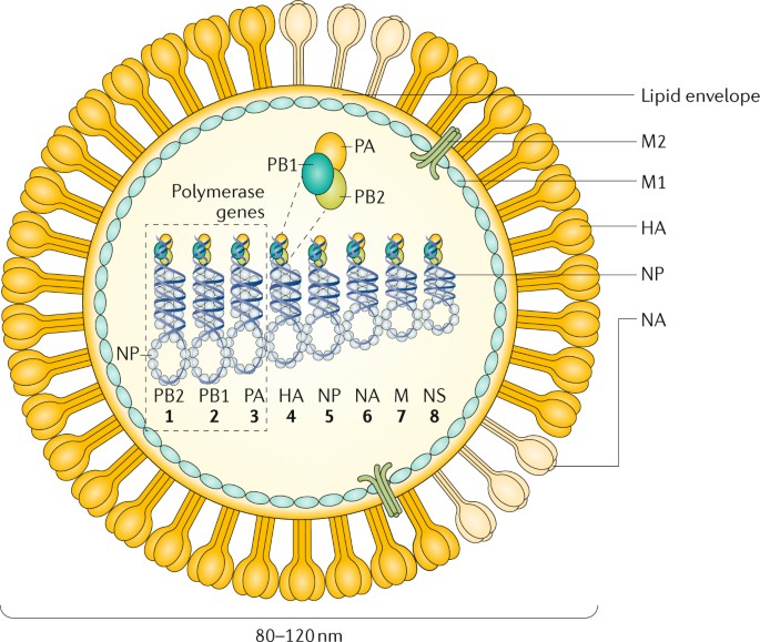 Understanding the Flu: How Long to Expect Symptoms After Exposure in 2025