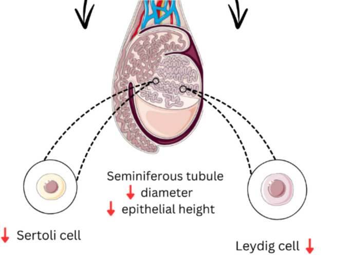 Understanding How Long It Takes for Sperm to Recharge: 3 Practical Insights for 2025