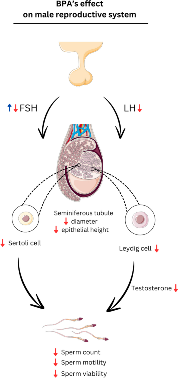 Understanding How Long It Takes for Sperm to Recharge: 3 Practical Insights for 2025