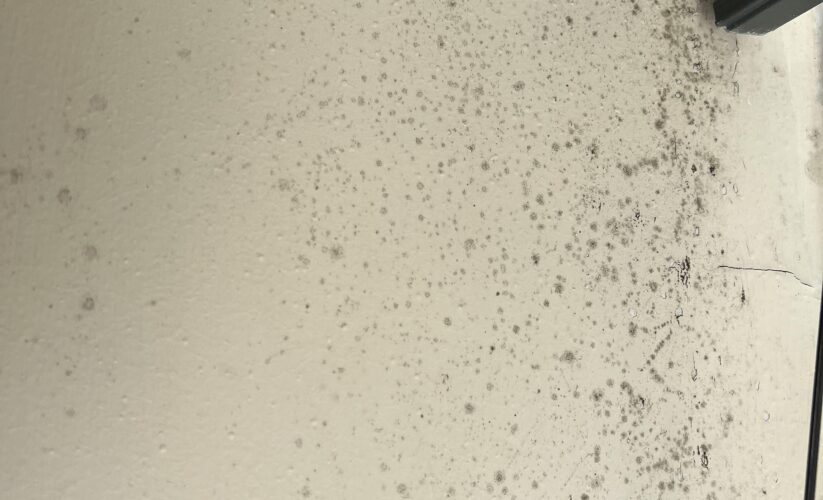 Best 5 Proven Methods to Effectively Kill Black Mold in 2025