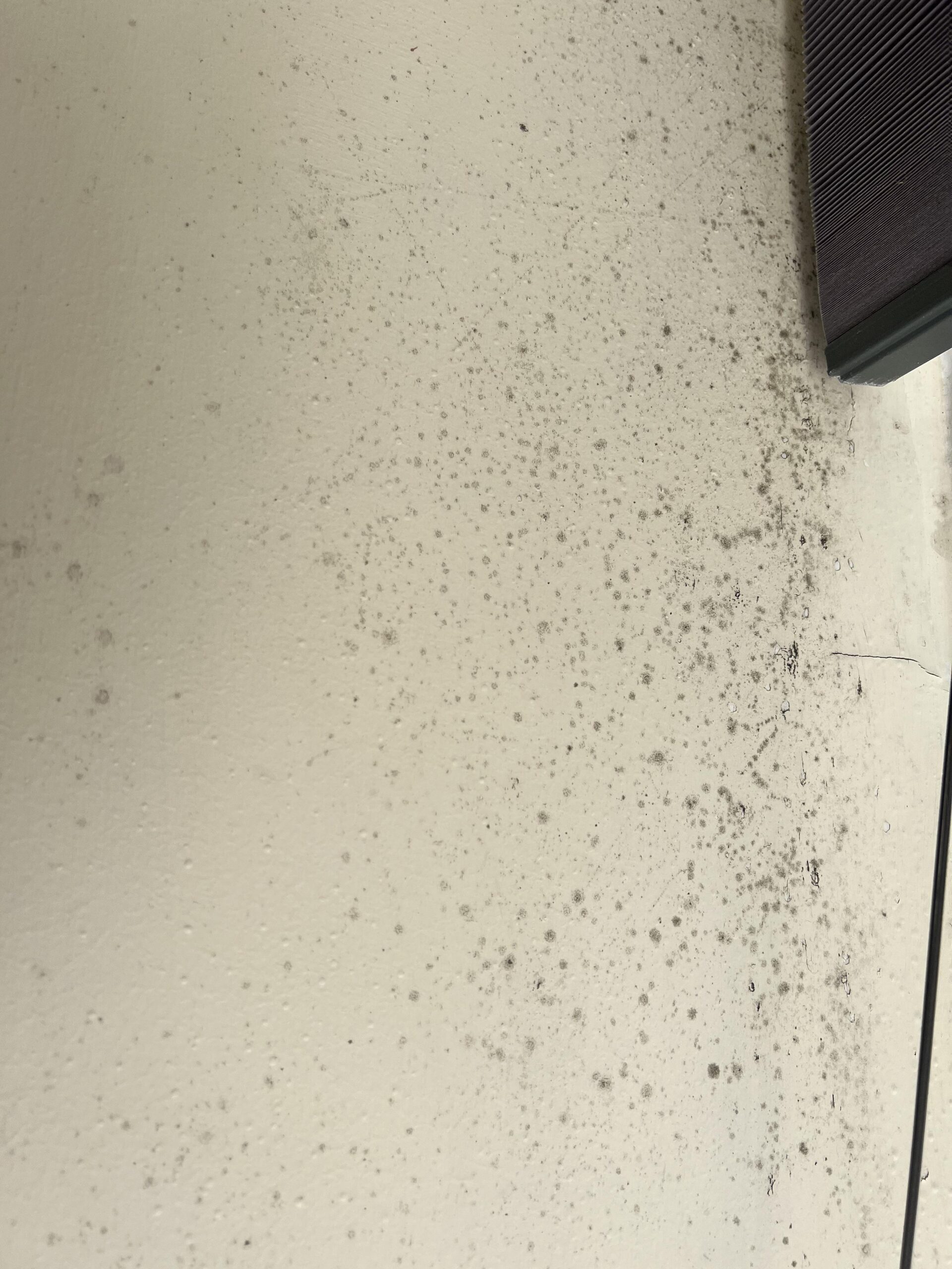 Best 5 Proven Methods to Effectively Kill Black Mold in 2025