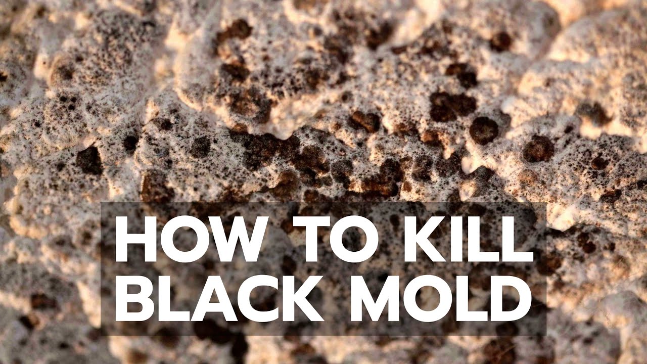 Best Products for Black Mold Removal