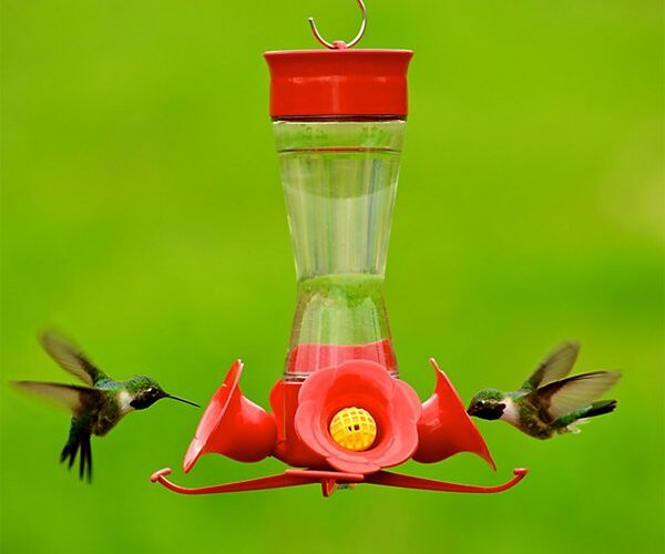 Effective Ways to Attract Hummingbirds to Your Garden in 2025