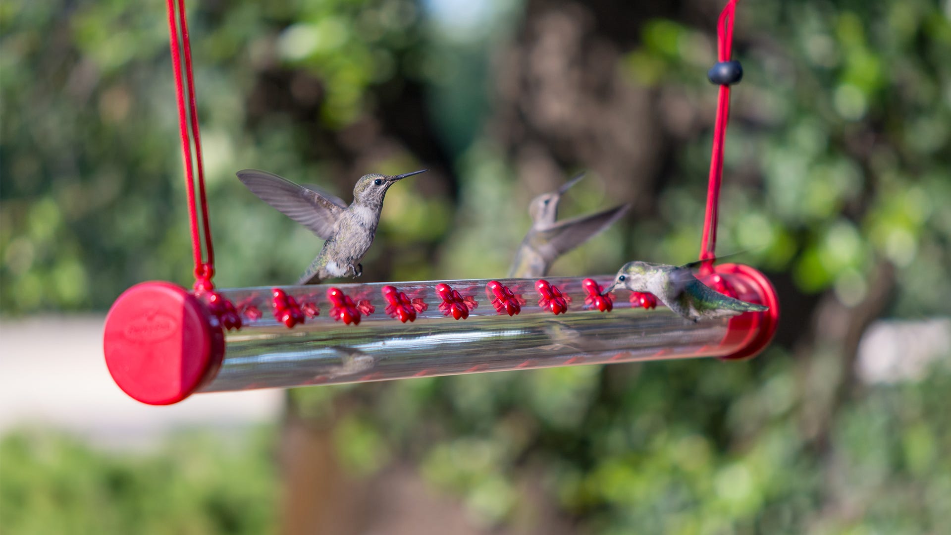 Attracting Hummingbirds to Your Garden