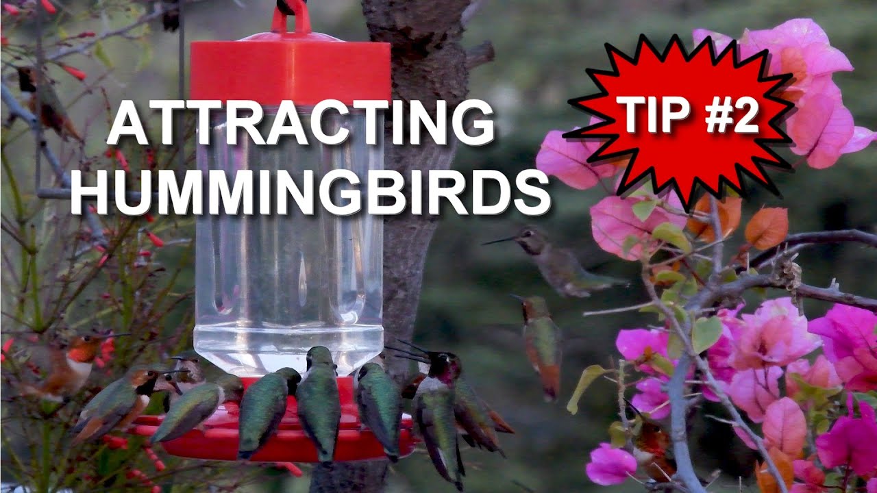 Different Ways to Attract Hummingbirds