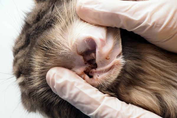 Effective Ways to Check for Ear Mites in Cats in 2025: Discover Symptoms and Solutions